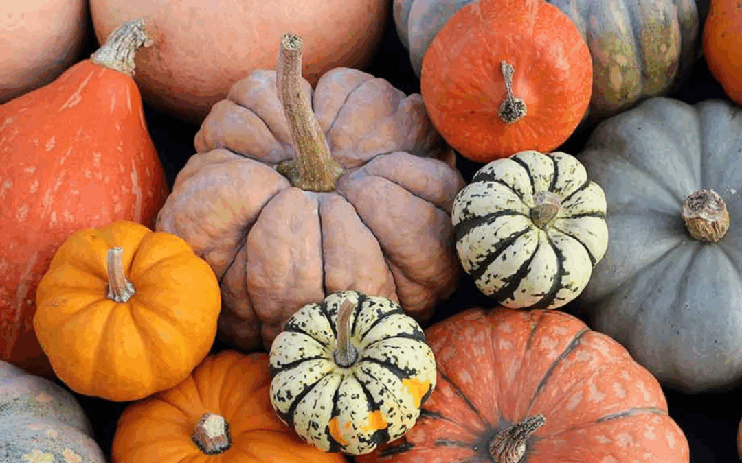 Grande fête de la courge