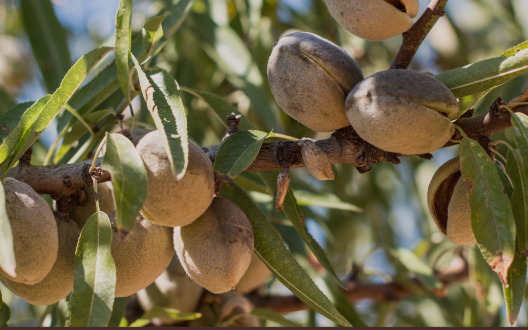 Vente d&rsquo;arbres fruitiers en racines nues