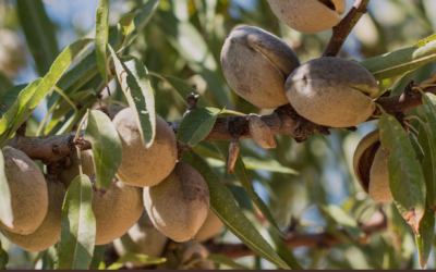 Vente d&rsquo;arbres fruitiers en racines nues