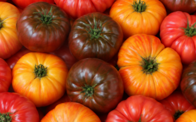 Grande fête de la tomate