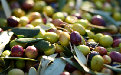 Huile d&rsquo;olive verte ou maturée